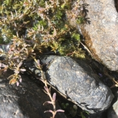 Myriophyllum verrucosum at Molonglo River Reserve - 14 Mar 2019 03:36 PM