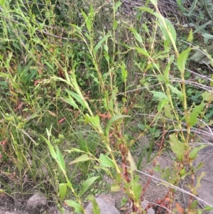 Persicaria hydropiper at Molonglo River Reserve - 14 Mar 2019