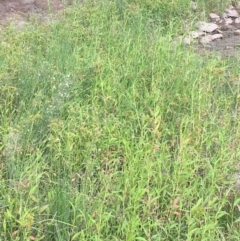 Persicaria hydropiper at Molonglo River Reserve - 14 Mar 2019