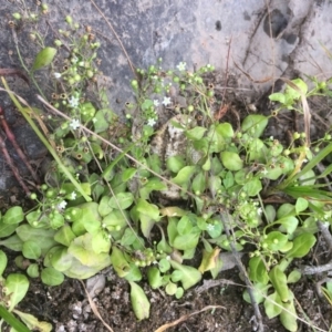 Samolus valerandi at Molonglo River Reserve - 14 Mar 2019