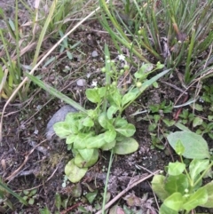 Samolus valerandi at Molonglo River Reserve - 14 Mar 2019