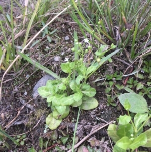 Samolus valerandi at Molonglo River Reserve - 14 Mar 2019 03:50 PM