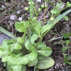 Samolus valerandi at Molonglo River Reserve - 14 Mar 2019