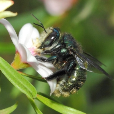 Xylocopa (Lestis) aerata (Golden-Green Carpenter Bee) at Acton, ACT - 14 Mar 2019 by TimL