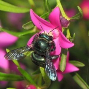 Xylocopa (Lestis) aerata at Acton, ACT - 14 Mar 2019