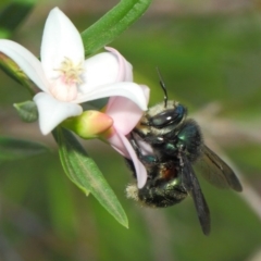 Xylocopa (Lestis) aerata at Acton, ACT - 14 Mar 2019 02:15 PM