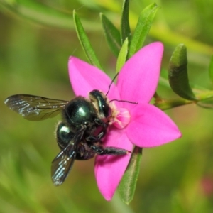 Xylocopa (Lestis) aerata at Acton, ACT - 14 Mar 2019