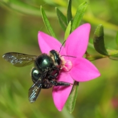 Xylocopa (Lestis) aerata at Acton, ACT - 14 Mar 2019