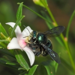 Xylocopa (Lestis) aerata at Acton, ACT - 14 Mar 2019 02:15 PM