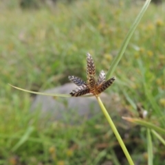 Cyperus sanguinolentus (A Sedge) at Banks, ACT - 16 Feb 2019 by michaelb