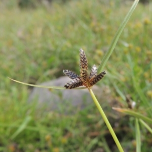 Cyperus sanguinolentus at Banks, ACT - 16 Feb 2019