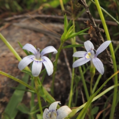 Isotoma fluviatilis subsp. australis (Swamp Isotome) at Rob Roy Range - 16 Feb 2019 by michaelb