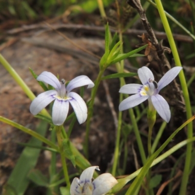 Isotoma fluviatilis subsp. australis (Swamp Isotome) at Banks, ACT - 16 Feb 2019 by michaelb