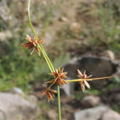 Cyperus lhotskyanus (A Sedge) at Banks, ACT - 16 Feb 2019 by MichaelBedingfield