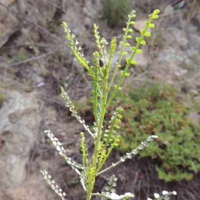 Indigofera adesmiifolia (Tick Indigo) at Banks, ACT - 16 Feb 2019 by MichaelBedingfield