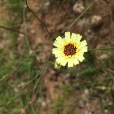 Tolpis barbata (Yellow Hawkweed) at Lower Boro, NSW - 24 Feb 2019 by mcleana