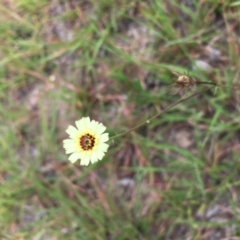 Tolpis barbata at Lower Boro, NSW - 24 Feb 2019