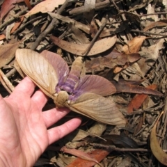 Abantiades hyalinatus (Mustard Ghost Moth) at Nerrigundah, NSW - 14 Mar 2019 by PurplePaisley