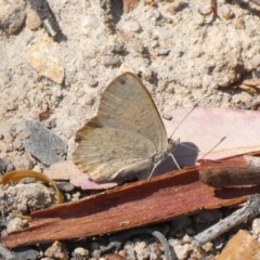 Paralucia pyrodiscus (Fiery Copper) at Tuggeranong Hill - 15 Mar 2019 by Owen