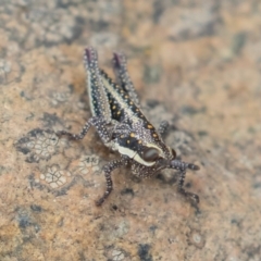 Monistria concinna (Southern Pyrgomorph) at Brindabella National Park - 14 Mar 2019 by rawshorty