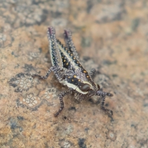 Monistria concinna at Uriarra, NSW - 15 Mar 2019