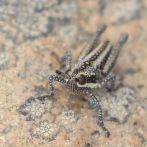 Monistria concinna at Uriarra, NSW - 15 Mar 2019