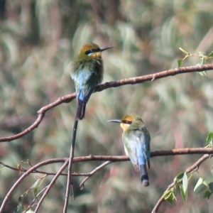 Merops ornatus at Fadden, ACT - 15 Mar 2019