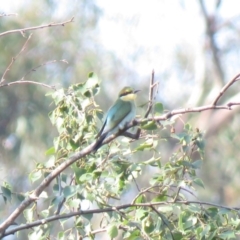 Merops ornatus at Fadden, ACT - 15 Mar 2019