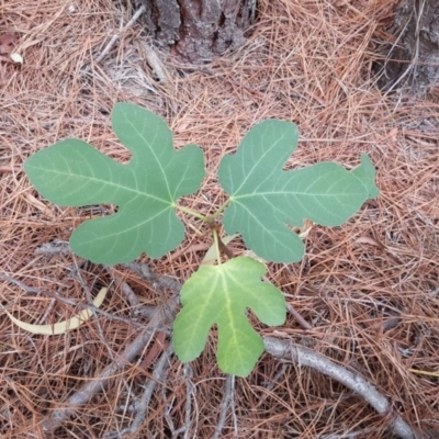 Ficus carica (Fig) at Isaacs Ridge and Nearby - 15 Mar 2019 by Mike