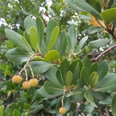 Arbutus unedo (Strawberry Tree) at Isaacs Ridge and Nearby - 15 Mar 2019 by Mike
