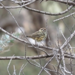 Pyrrholaemus sagittatus (Speckled Warbler) at Fadden, ACT - 15 Mar 2019 by KumikoCallaway