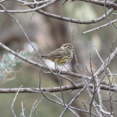 Pyrrholaemus sagittatus (Speckled Warbler) at Fadden, ACT - 15 Mar 2019 by KumikoCallaway