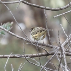 Pyrrholaemus sagittatus at Fadden, ACT - 15 Mar 2019