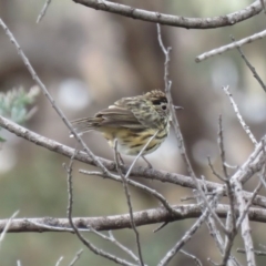 Pyrrholaemus sagittatus at Fadden, ACT - 15 Mar 2019