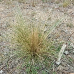 Nassella trichotoma (Serrated Tussock) at Isaacs, ACT - 15 Mar 2019 by Mike