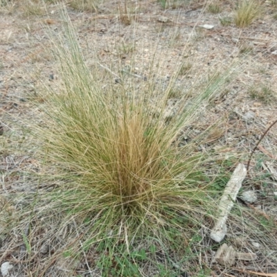 Nassella trichotoma (Serrated Tussock) at Isaacs, ACT - 15 Mar 2019 by Mike