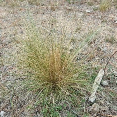 Nassella trichotoma (Serrated Tussock) at Isaacs Ridge and Nearby - 15 Mar 2019 by Mike