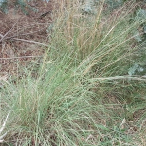 Eragrostis curvula at Isaacs, ACT - 15 Mar 2019