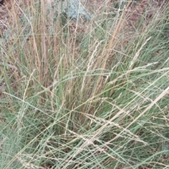 Eragrostis curvula at Isaacs, ACT - 15 Mar 2019