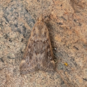 Achyra affinitalis at Uriarra, NSW - 15 Mar 2019 11:15 AM