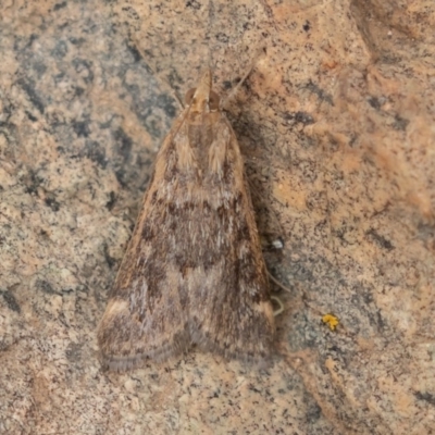 Achyra affinitalis (Cotton Web Spinner, Pyraustinae) at Uriarra, NSW - 15 Mar 2019 by rawshorty