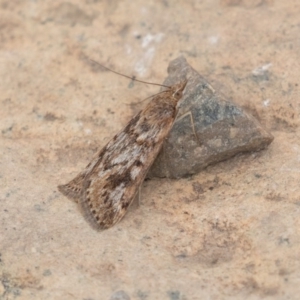 Achyra affinitalis at Uriarra, NSW - 15 Mar 2019 11:15 AM