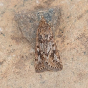 Achyra affinitalis at Uriarra, NSW - 15 Mar 2019