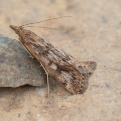 Achyra affinitalis at Uriarra, NSW - 15 Mar 2019 11:15 AM