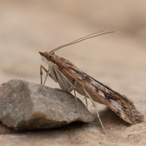 Achyra affinitalis at Uriarra, NSW - 15 Mar 2019 11:15 AM