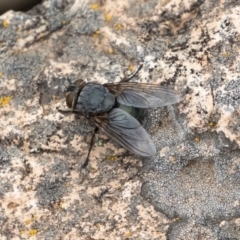 Calliphora sp. (genus) (Unidentified blowfly) at Brindabella National Park - 15 Mar 2019 by rawshorty