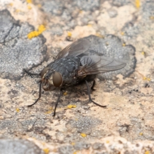 Calliphora sp. (genus) at Uriarra, NSW - 15 Mar 2019 11:30 AM