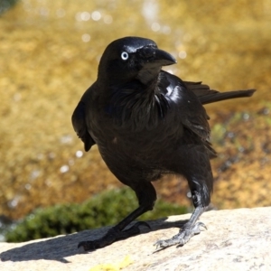 Corvus coronoides at Paddys River, ACT - 30 Oct 2018