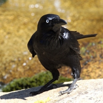 Corvus coronoides (Australian Raven) at Gibraltar Pines - 30 Oct 2018 by HarveyPerkins