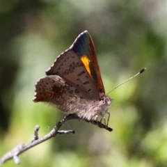 Paralucia aurifera (Bright Copper) at Paddys River, ACT - 30 Oct 2018 by HarveyPerkins